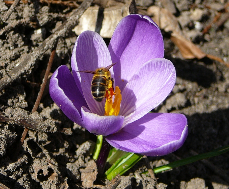 Bij op Krokus